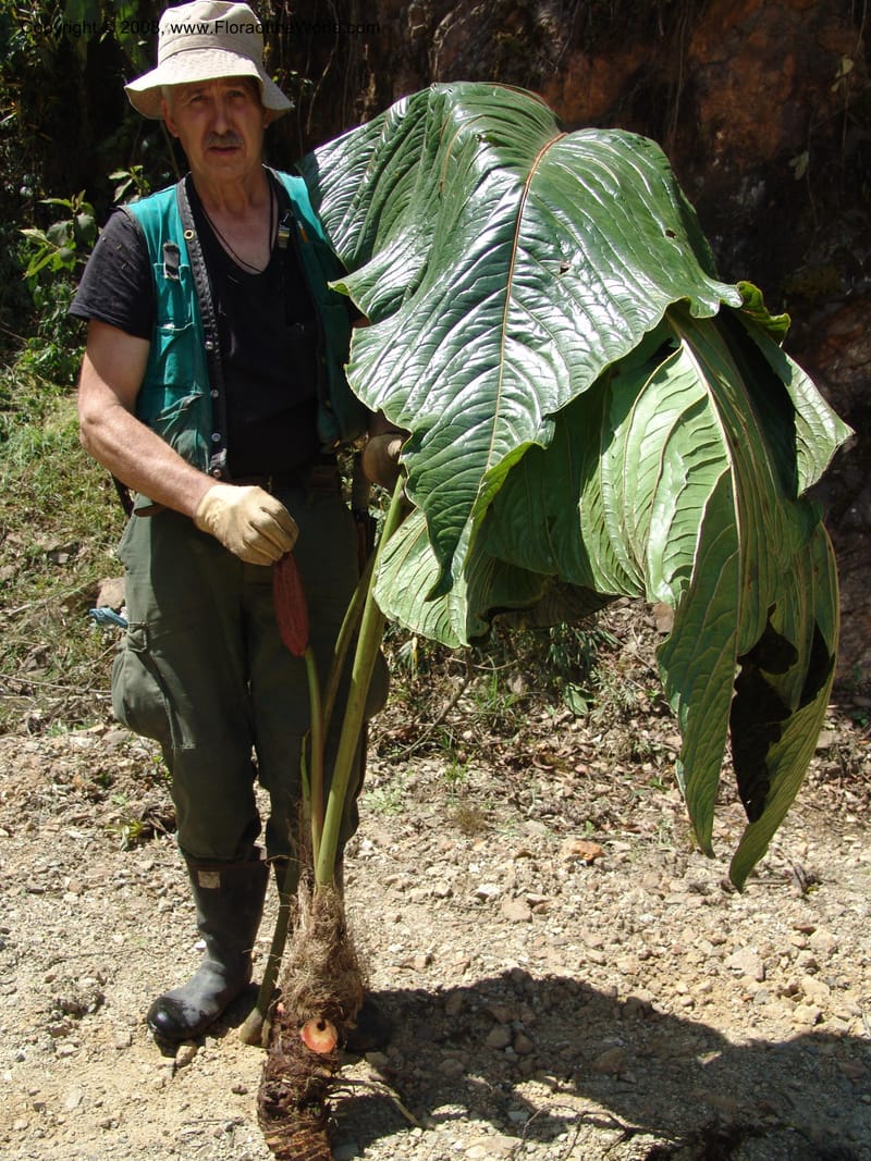 Anthurium gualeanum, Croat93239--Ecuador. Prov. Pichincha. Old hwy Quito to Sto. Domingo.   12 Aug 04. 116.jpg