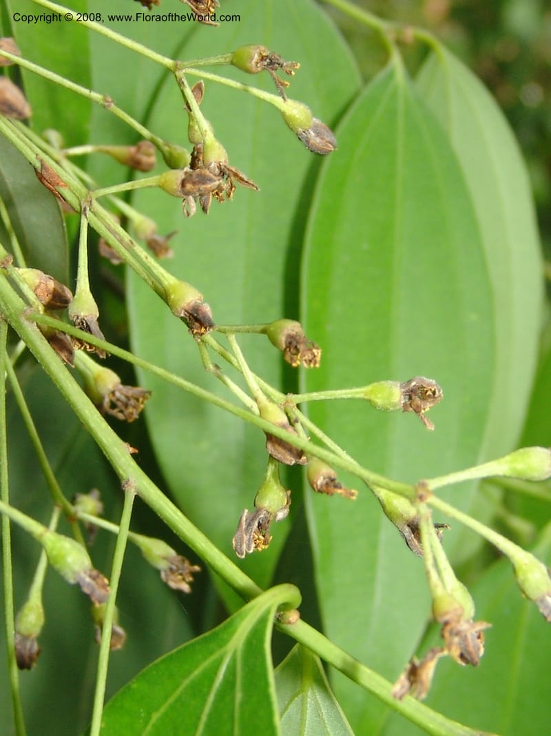Cinnamomum jensenianum, 040920901--China. Hubei. Wuhan Botanical Garden. 24 Apr 07. 215.jpg