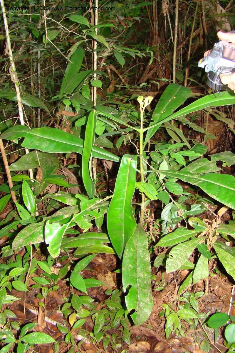 Potalia, RVasquez35038--Peru. Loreto. Dto. Iquitos. Res. Allpahuayo-Mishana. 19 Nov 08. 568.jpg