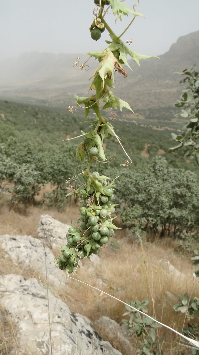 Bryonia, A. G. Miller 118.4--Iraq. Kurdistan. Shakh-i Pira Magun. 9 June 2010. 108 (9).jpg