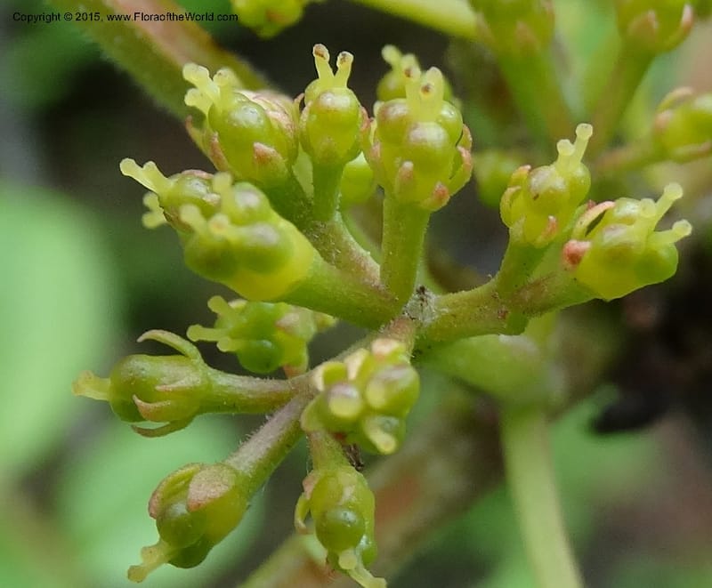 Zanthoxylum bungeanum, Boufford, D 43737--China. Sichuan. XinZhaZi Gou. 14 May 2014. DSC06426 (64).JPG
