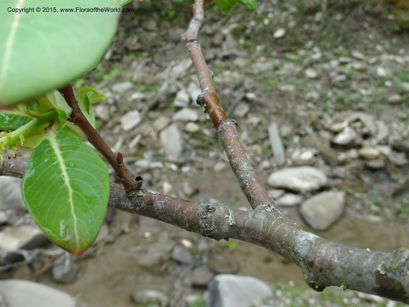 Salix, Boufford, D 43739--China. Sichuan. XinZhaZi Gou. 14 May 2014. DSC06426 (29).JPG