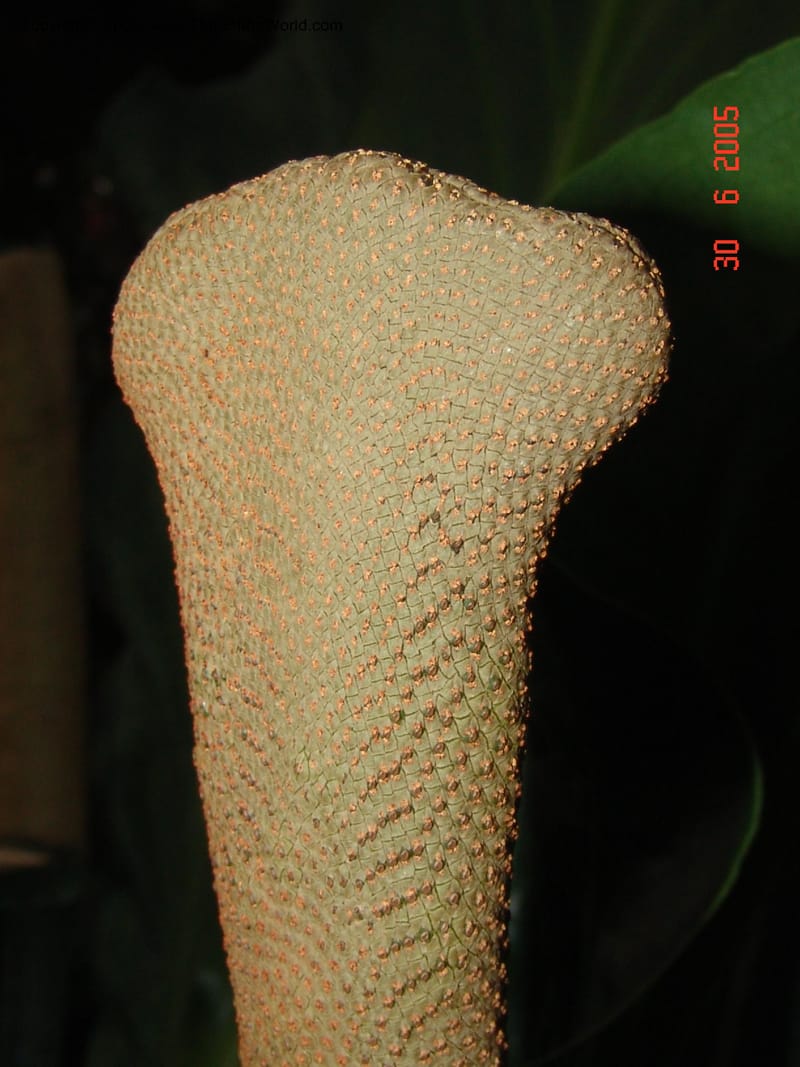 Anthurium plowmanii, Araceae, Chicago-Garfield Conservatory 6-05 080.jpg