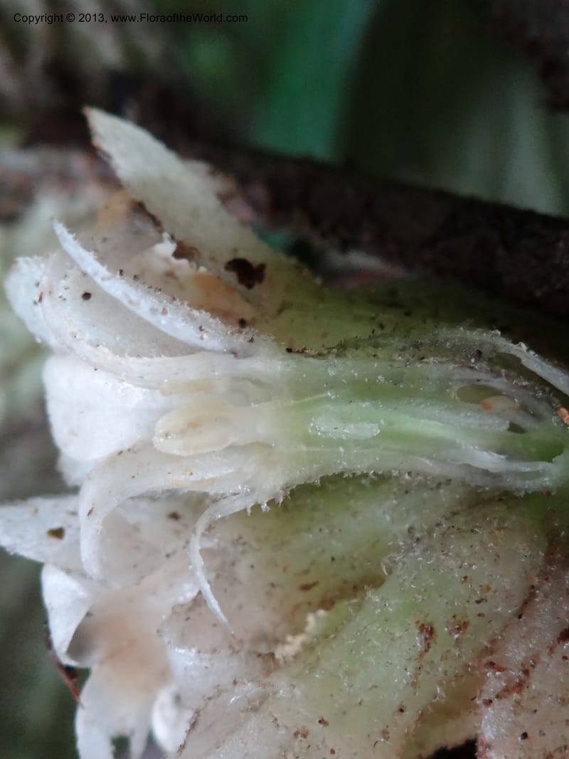 Pentaphragma, SAN.153210--Malaysia, Sabah. Mt. Kinabalu. 5 Apr 2012. DSC06767 (214).JPG