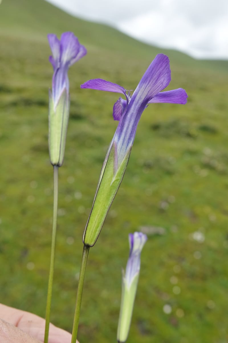 Gentianopsis paludosa var paludosa, D. Boufford 44046--China. Sichuan. Yajiang Xian, between Litang and Yajiang. 16 Aug 2017. DSC06537 (45).JPG