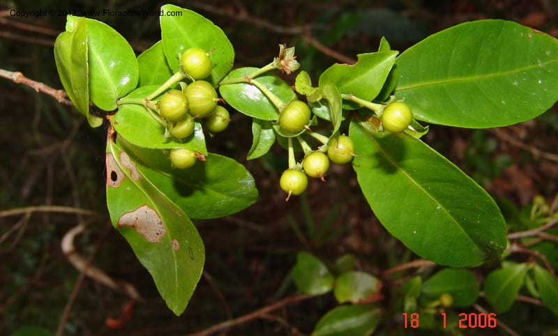 Psorospermum revolutum, Ranaivojaona, R 1379-Madagascar, 18 Jan 2006 041 (3).jpg