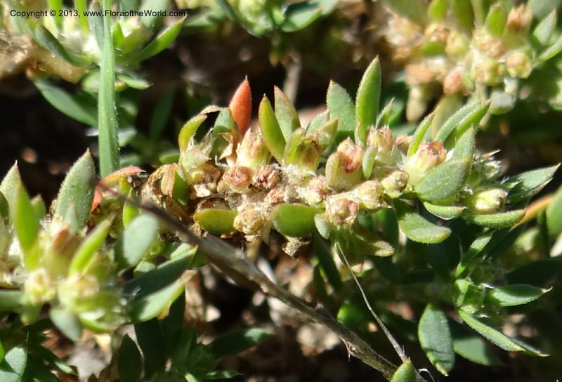 Paronychia communis, WDS 34148--Chile. Playa Colcura. 19 Feb 2013. DSC02120 (45).JPG