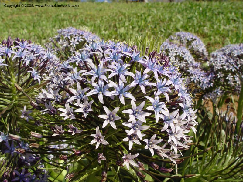 Scilla peruviana, 1999.1461--Spain. Barcelona Botanic Garden. 19 Apr 04. 036.jpg