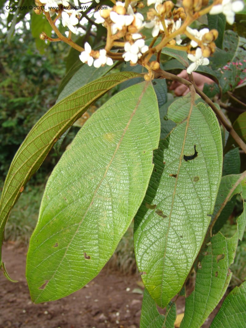 Nectandra, Vasquez31455--Peru. Prov. Oxa. Parq. Nac. Yanachaga Chemillen. 12 Oct 06. 081.jpg