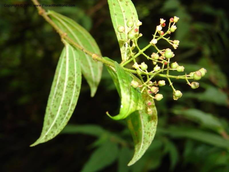 Miconia, Croat 96452--Ecuador. Prov. Pichincha. BellaVista private reserve. 27 Mar 06. 073 (1).jpg