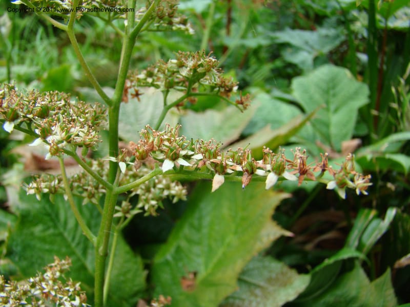 Rodgersia podophylla, 28991-262-91--Canada. BC. Univ. BC Bot. Garden. 27 Jul 08. 019.jpg