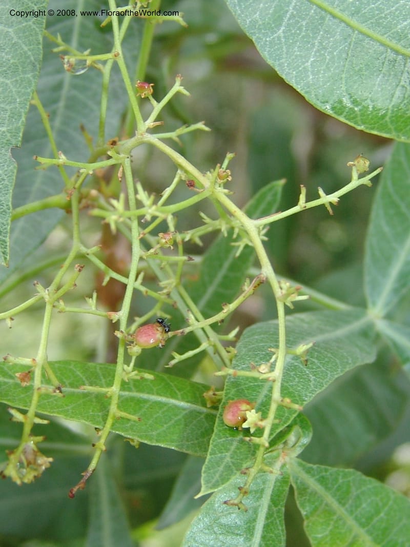 Rhus megalismontana ssp coddii--So.Africa. Lowveld Nat. Bot. Gard. 14 Mch 05. 168.jpg