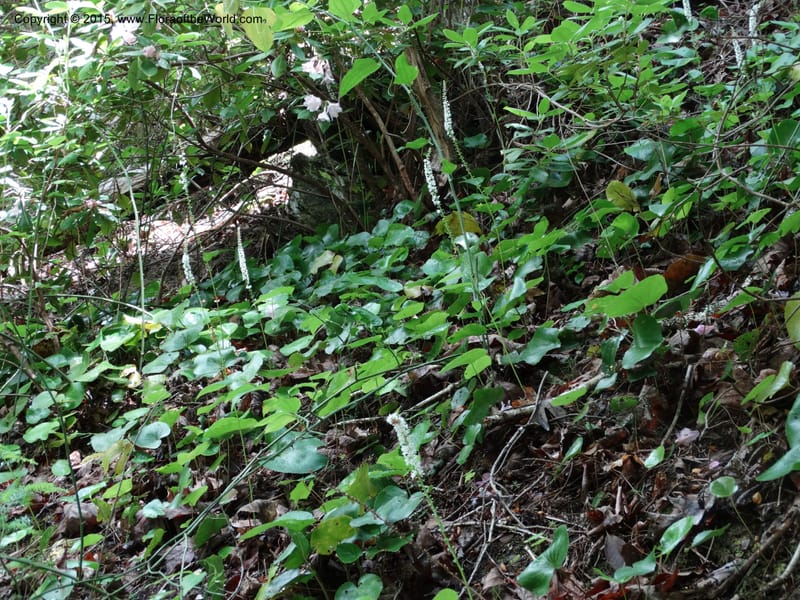 Galax urceolata, Davidson, C 13049--South Carolina. Oconee Co. Brasstown Cr. 19 May 2015. DSC06413 (179).JPG