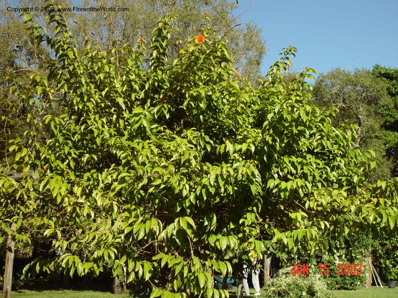 Combretum aubletii--FL. Fairchild Tropical Garden. 15 Jan 03. 025.jpg