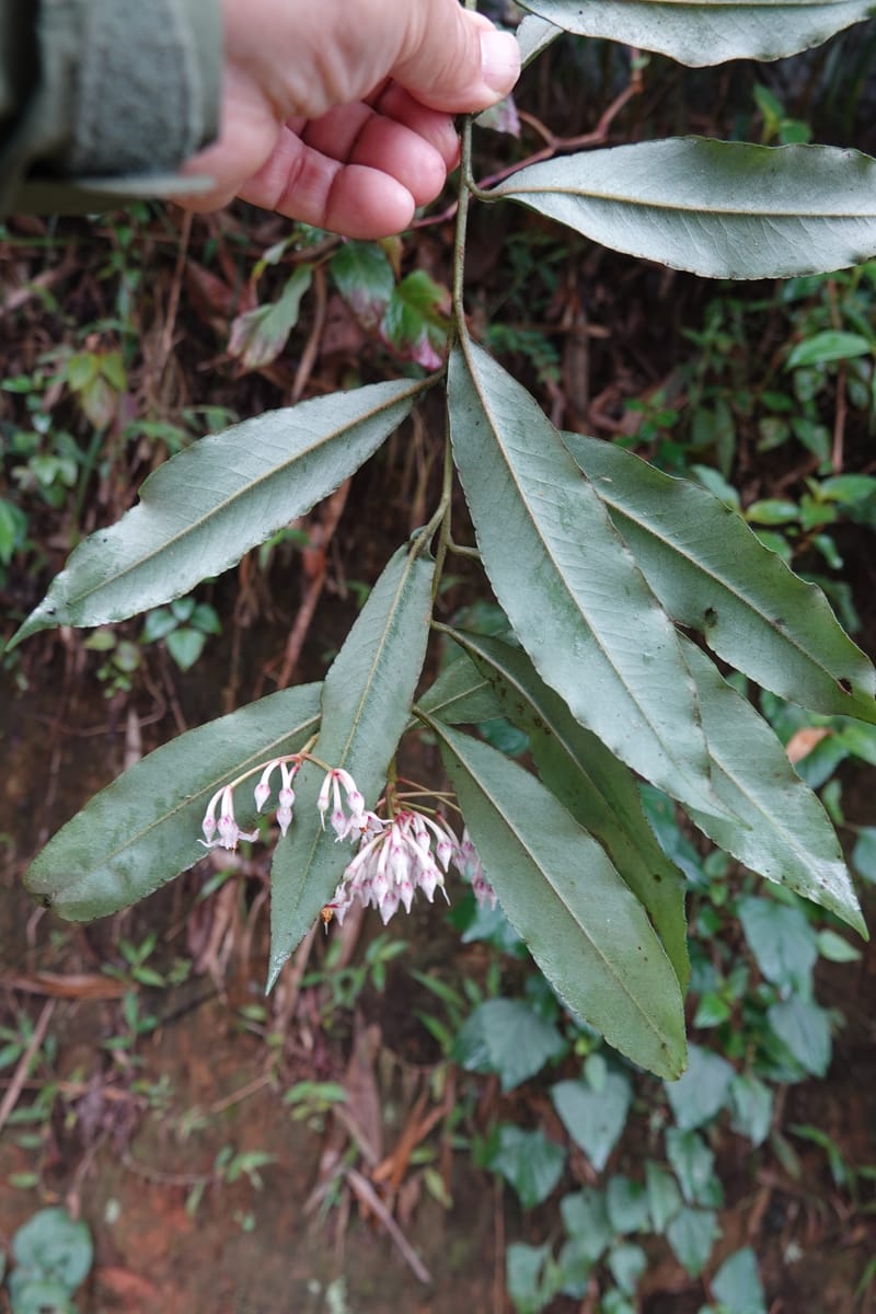 Ardisia virens, D. Boufford 44152--China. Yunnan. Bam Po village. 5 May 2018. DSC02406 (228).JPG