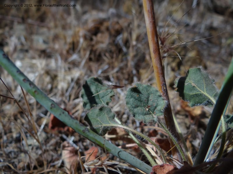 Eriogonum inflatum, Davidson, C 11926--AZ. Yavapai Co. Crown King Rd. 7 May 2012. DSC0894 1 (110).JPG