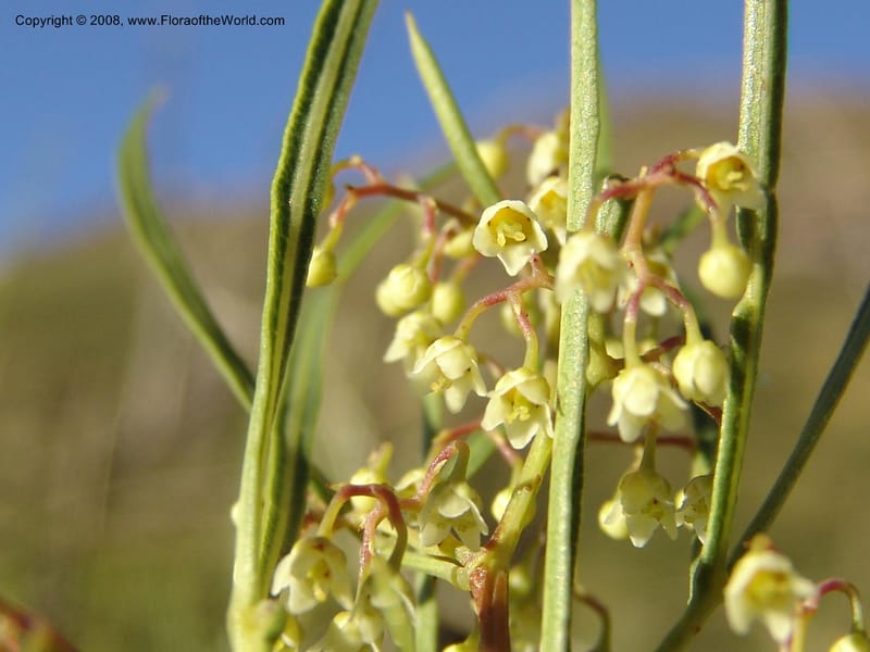 Rhus--So.Africa. E. Cape. Joubert's Pass, SE of Lady Gray. 9 Mch 05. 257.jpg