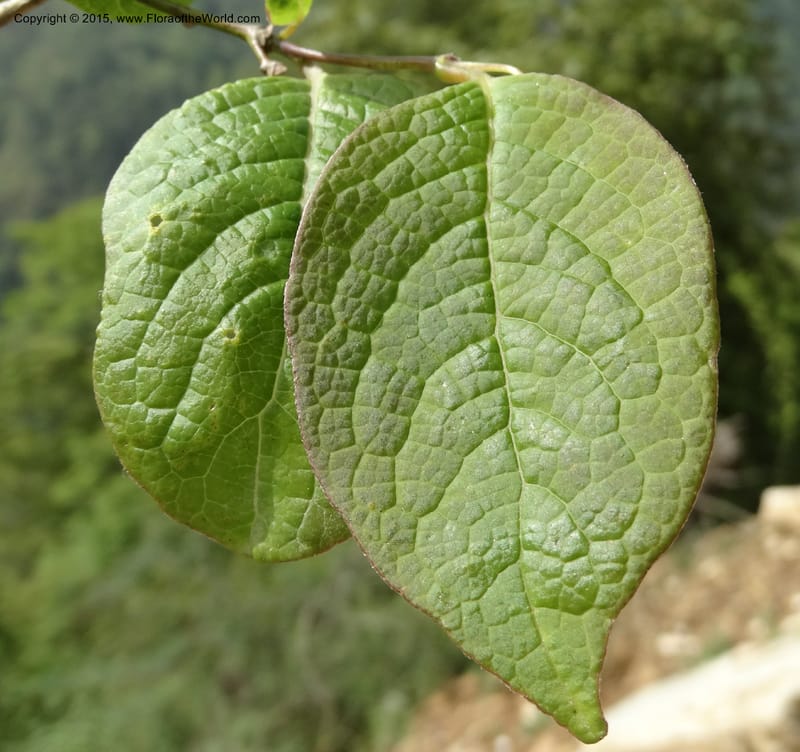 Sabia, Boufford, D 43677--China. Sichuan. GuoBaYan, HanBaiYu Shan. 12 May 2014. DSC05373 (38).JPG