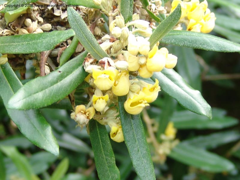 Anastrabe integerrima--So. Africa. Lowveld Nat. Bot. Gard. 14 Mch 05. 447.jpg