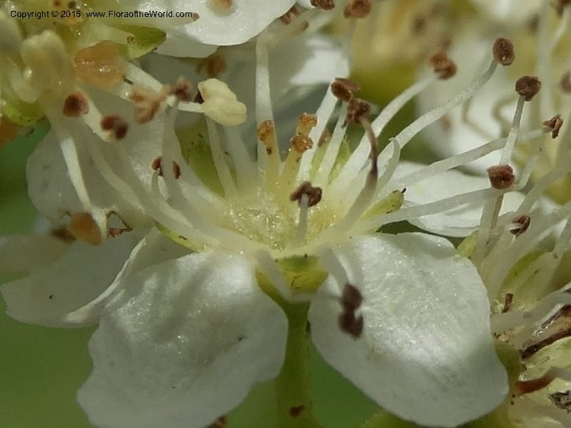 Sorbus aucuparia, Davidson, C 12484--Georgia (Caucasus). Koslitavi, branch of Merisi Gorge. 11 Jun 2014. DSC08456 (261).JPG