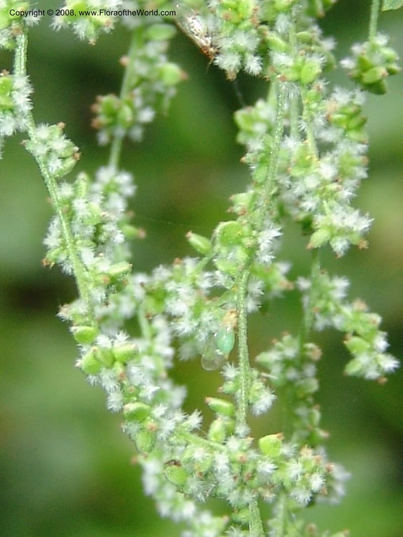 Urtica dioica v. lyallii, CDavidson11113--ID. Adams Co. For. Serv. Rd. 453, to Goose Lk. 20 Jul 07. 149.jpg
