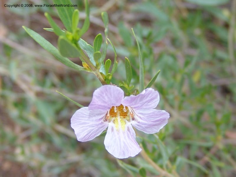 Petalidium oblongifolium cf--So.Africa. Mpumal. twd Steelpoort. 16 Mch 05. 012.jpg