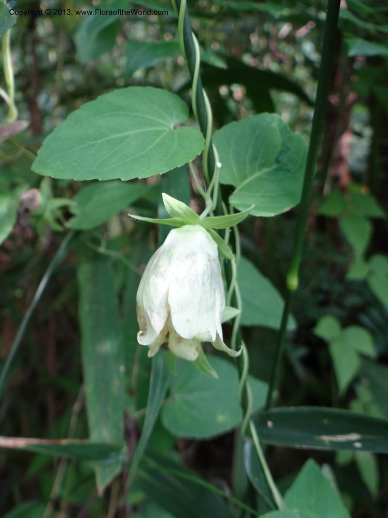 Codonopsis, VC 5577--Thailand. Chiang Mai. Doi Chiang Dao. 11 Nov 2012. DSC08648 (189).JPG