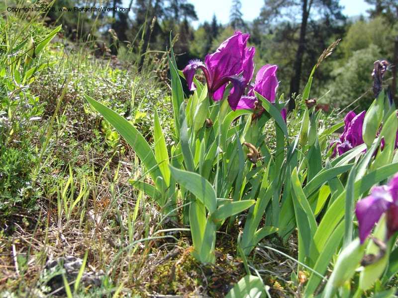 Iris hungarica--Georgia. 0.5 km N of Bakuriani. 8  Jun 05. 001.jpg