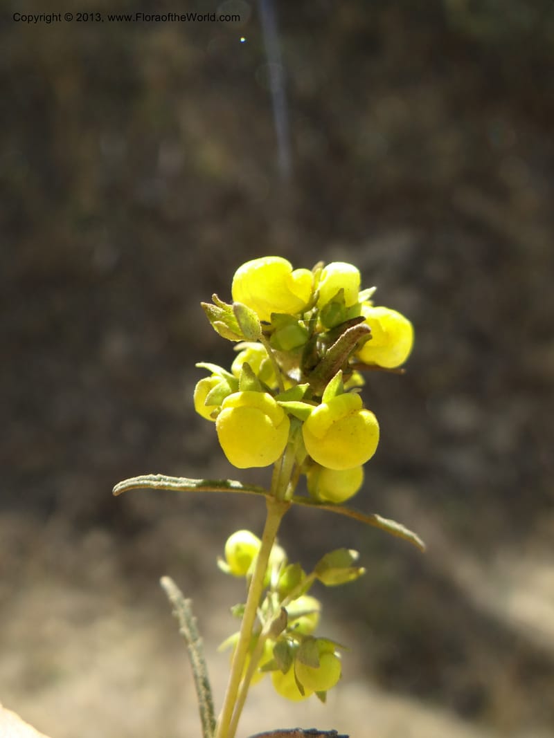 Calceolaria, WDS 34050--Chile. Pichilemu. 13 Feb 2013. DSC00590 (192).JPG