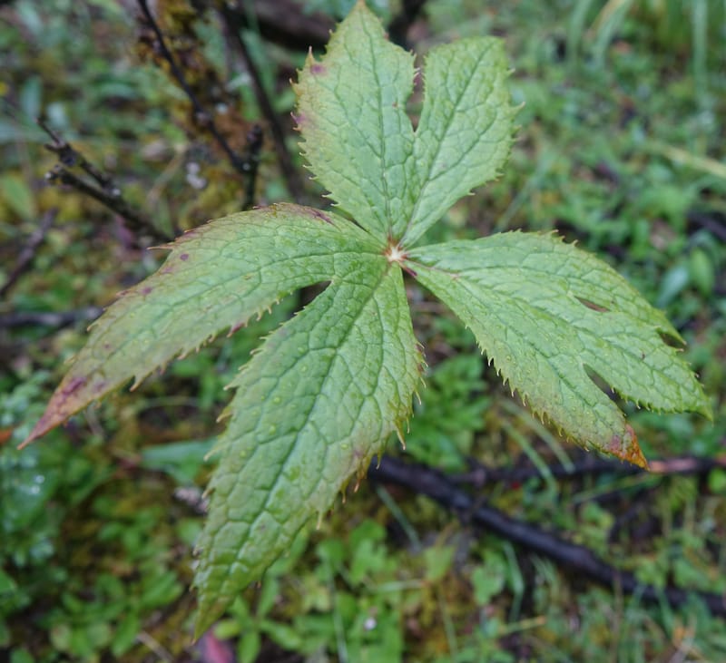 Podophyllum hexandrum, D. Boufford 43981--China. Yunnan. Tianbao Shan. 10 Aug 2017.  (269).JPG