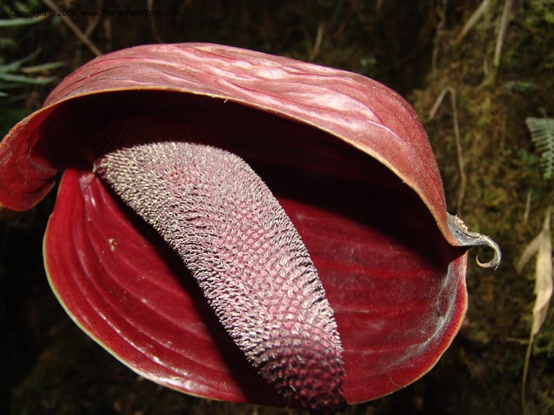 Anthurium gualeanum, Croat93239--Ecuador. Prov. Pichincha. Old hwy Quito to Sto. Domingo.   12 Aug 04.  099.jpg