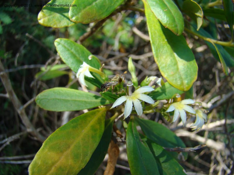 Scaevola montana--N.Caled. Parc Zool. & Forest., Noumea. 10 Nov 07. 015.jpg