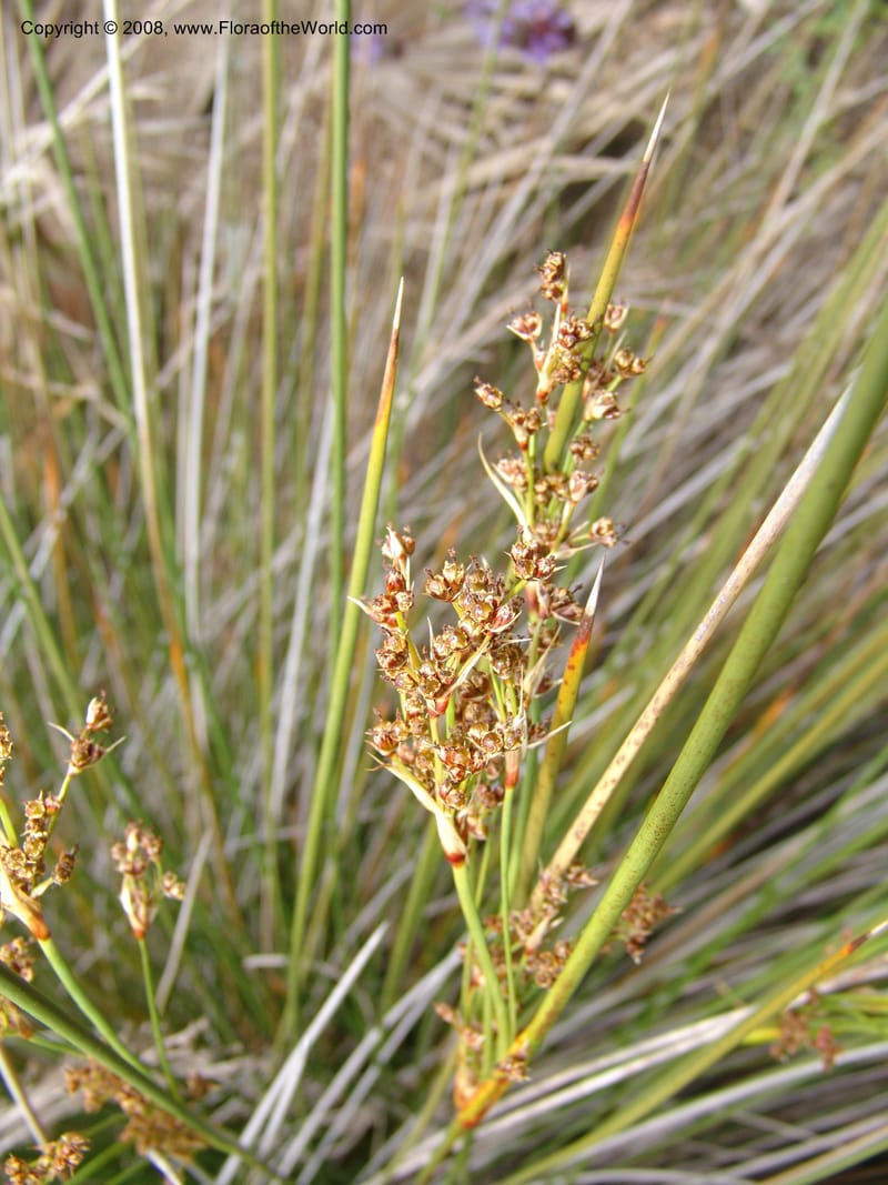 Juncus acutus, 93.0002--CA. UC Berkeley Bot. Garden. 31 May 07. 509.jpg