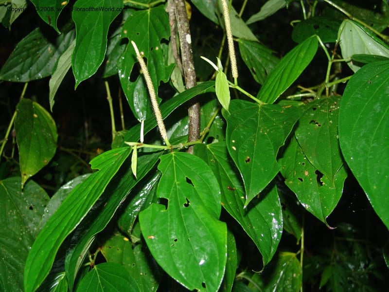 Piper crassinervium, AAraujoM1186--Bolivia. Pq. N. Madidi. Rio Tuichi, Rudidi Cr. 28 Nov 04. 172.jpg