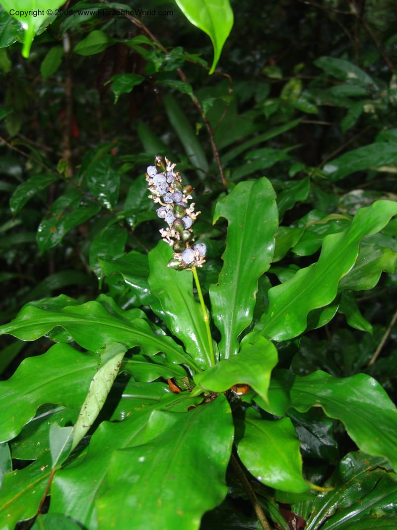 Palisota, MLeal1011--Gabon. Prov. Estuaire. Mondah For., Cap. Esterias. 11 Apr 06. 009.jpg