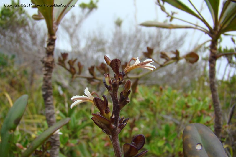 Scaevola beckii, M. Callmander 793--New Caledonia. Mont Dore. 20 Jan 2010. 001 (70).jpg