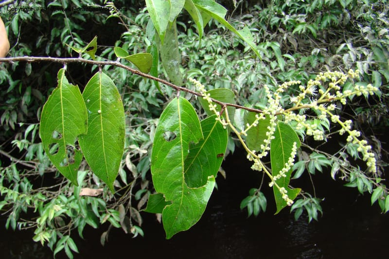 Licania, RVasquez34846--Peru. Loreto. Dist. Nauta. Qbda Nawapa, Rio Tigre. 11 Nov 08. 588.jpg