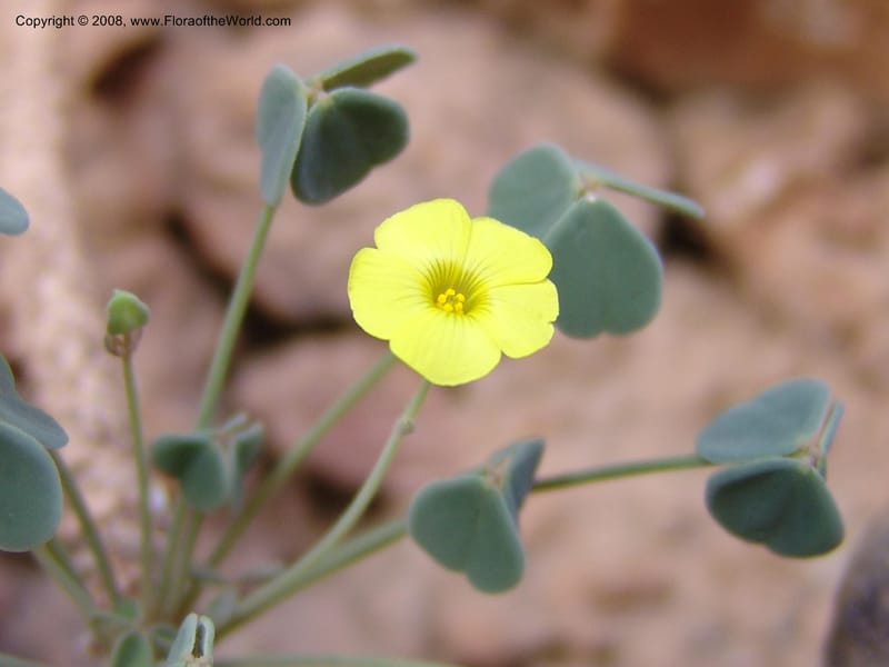 Oxalis pachyrrhizus--Bolivia. La Paz. Send. Aguila. 4 Dec 04. 272.jpg