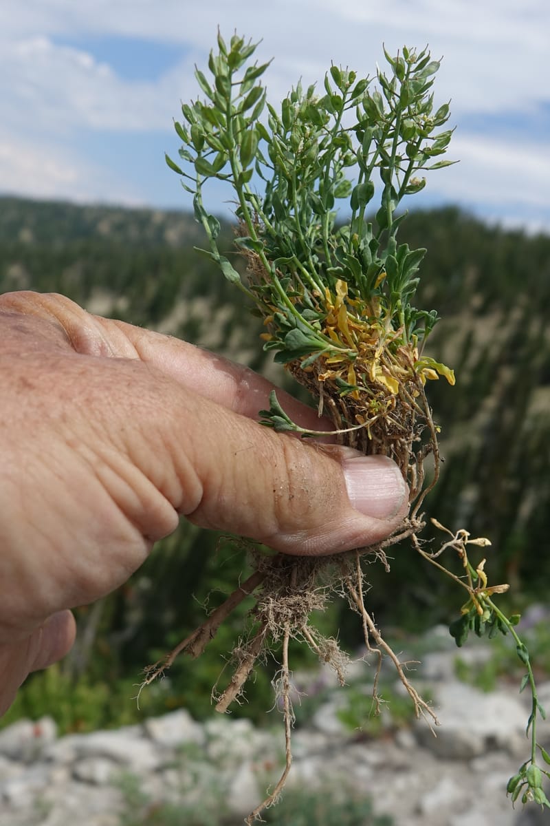Noccaea fendleri subsp. idahoense, C. Davidson 13715--ID. Boise Co. Scott Mtn. L.O. rd. 15 July 2017. DSC03279 (150).JPG