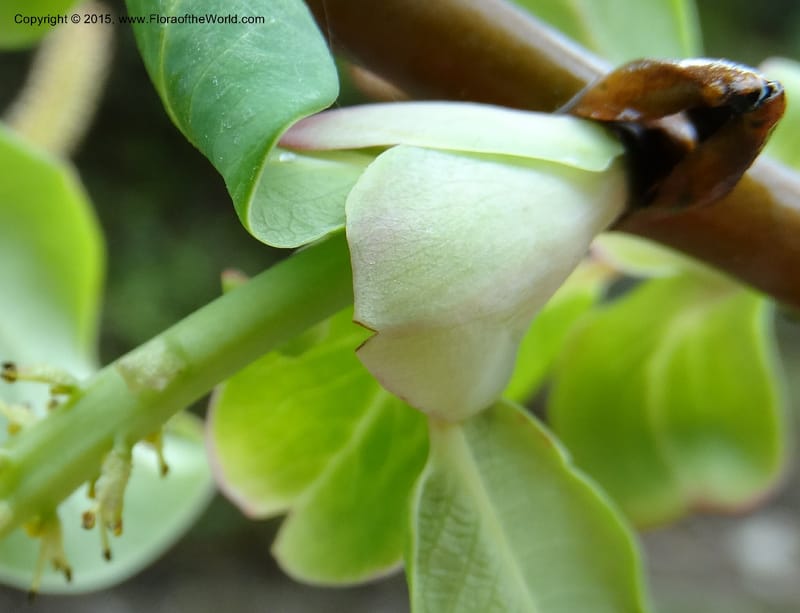 Salix, Boufford, D 43739--China. Sichuan. XinZhaZi Gou. 14 May 2014. DSC06426 (33).JPG