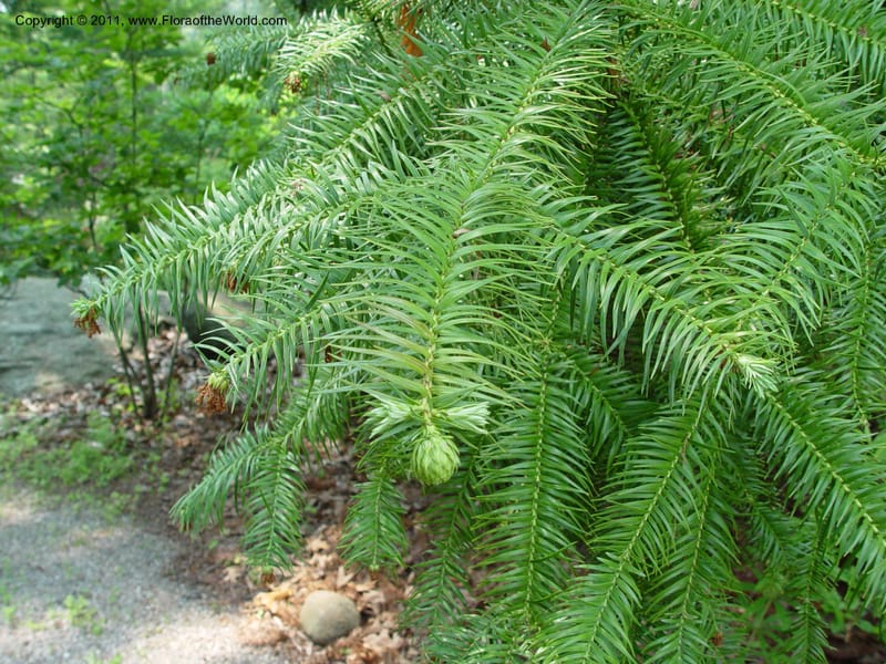 Cunninghamia lanceolata--CT. Branford. Dr. Nickou's private gdn. 27 Jun 03. 055.jpg