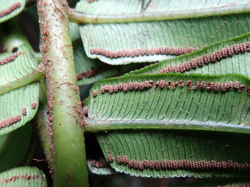 Angiopteris, Munzinger, J 7403--New Caledonia. Haute Robinson. 11 Nov. 2015. DSC00909 (324).JPG