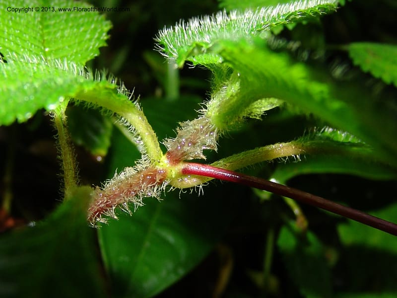 Gasteranthus, Croat 95692--Ecuador. Maquipucuna Biol. Res. Send. Princip. 11 Mar 06. 011 (9).jpg