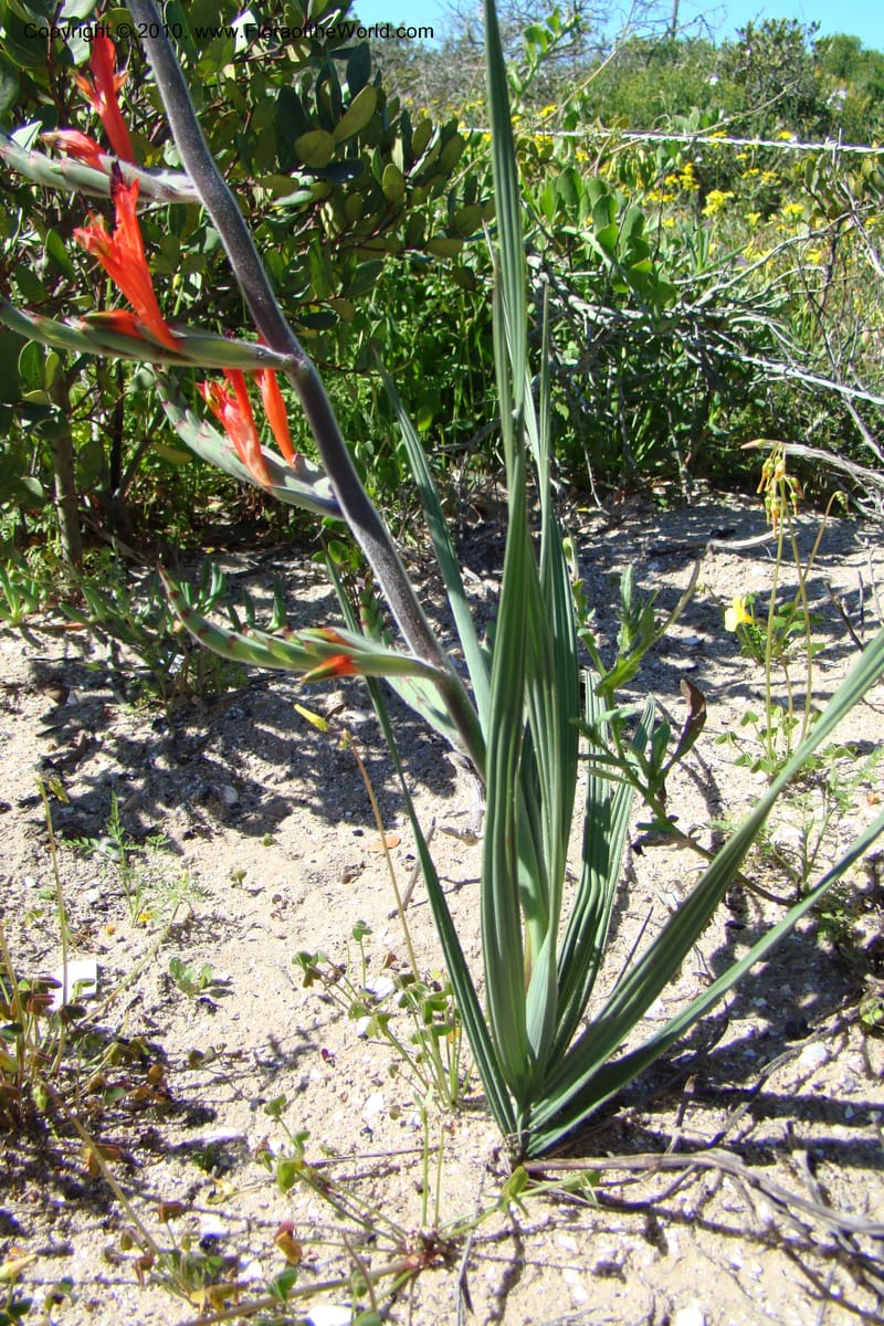 Babiana ringens, C. Davidson 11501--South Africa. Western Cape. R27, 5 km N of Velddrif. 24 Aug 09. 080 (7).jpg