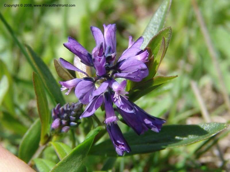 Polygala alpicola--Georgia. Kazbeki . Trail-road to Sameba Church. 2 Jun 05. 019.jpg
