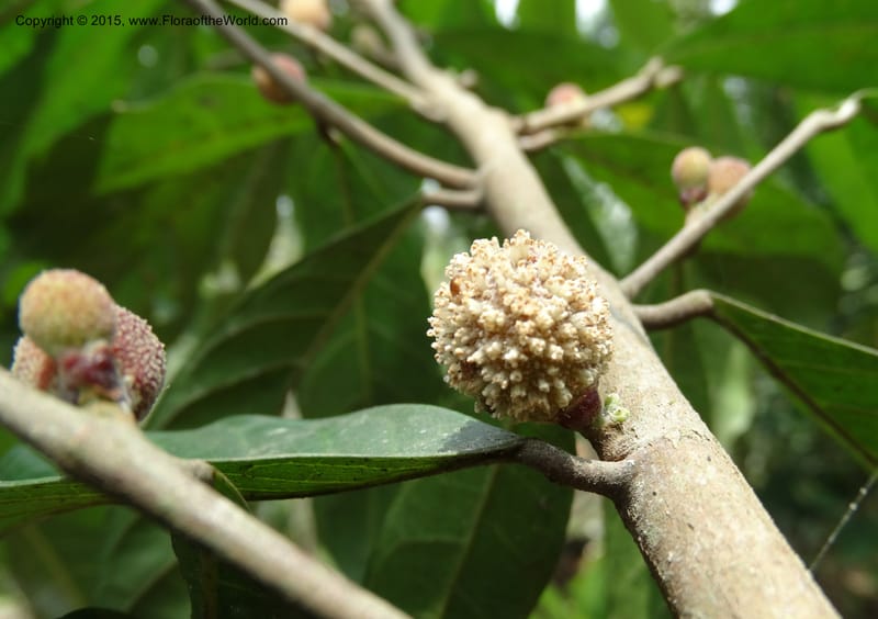 Treculia obovoidea, Davidson, C 12341--Cameroon. Mokoko For. Res. 20 Mar 2014. DSC02622 (239).JPG