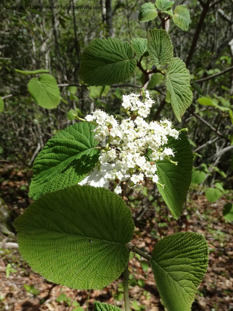 Viburnum lantanoides, Davidson, C 12961--North Carolina. Trans. Co. Beech Gap on BRP. 12 May 2015. DSC04240 (31).JPG