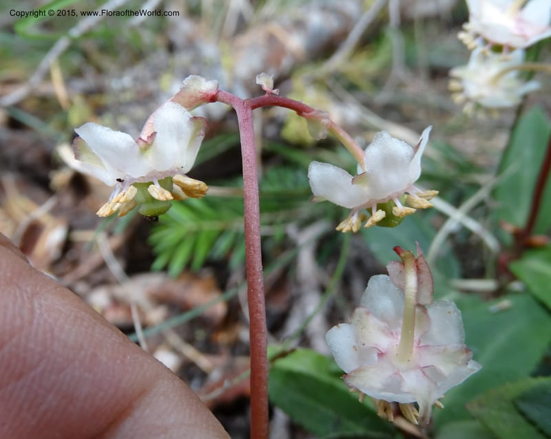 Chimaphila menziesii, Davidson, C 12632--ID. Idaho Co. Seven Devils Campground. 11 Aug 2014. DSC00412 (76).JPG