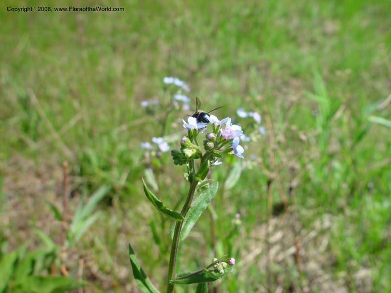 Myosotis--ID. Valley Co. Payette Lake. 12 Jun 03. 104.jpg
