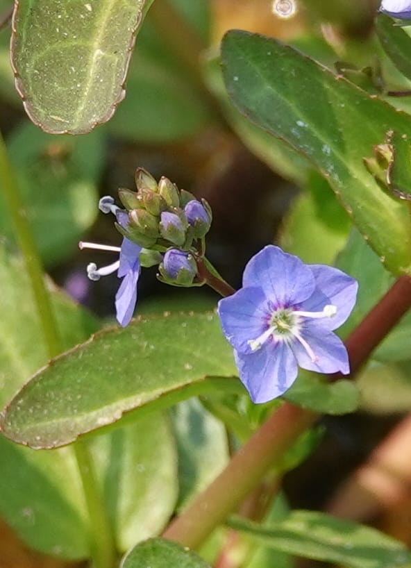 Veronica americana, Davidson 14266--OR. Harney Co. Steens Mtn. July 2021. DSC09986 (39).JPG